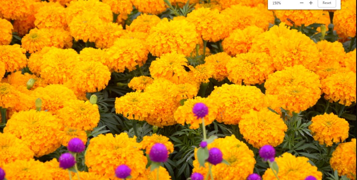 गोदावरी पुष्प प्रदर्शनी शुक्रबार